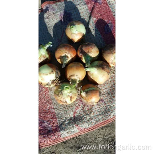 Fresh New Crop Yellow Onion 2019